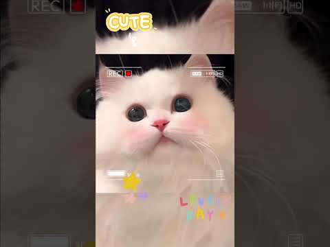 butyfull lovely cate |  #BeautifulCat  #LovelyCat  #CuteKitten  #CatVibes