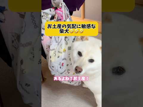 可愛い自分にはお土産がぜったいあると信じている柴犬🤣　#shorts #柴犬 #犬 #dog