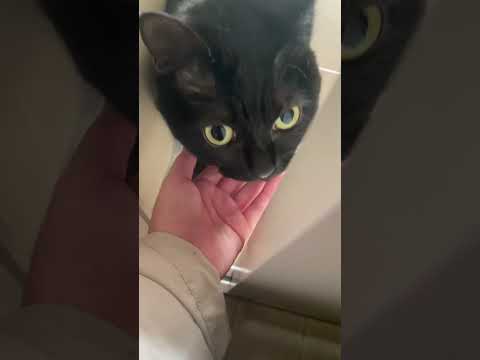 月曜日だと気づいてしまった猫 #猫 #黒猫 #猫のいる暮らし