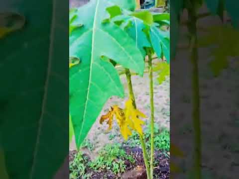 nature's love. Plz subcribe & likes