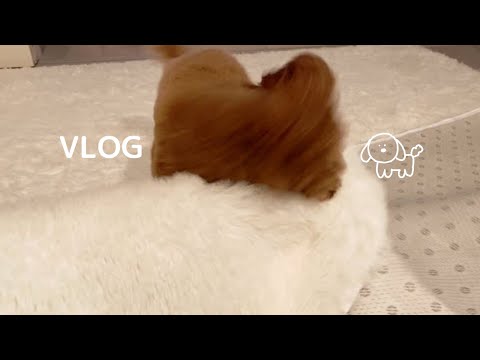 カーペットを敷いたらこうなりました…うわぁああぁ🐾【トイプードルとの暮らし】