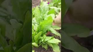 Top 5 Seeds to Sow in April! #gardeningtips #coldseason #springgardening