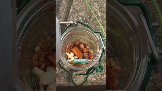 Once Upon A Squirrel: How It All Started #squirrelstory  #onceuponatime  #familyadventures