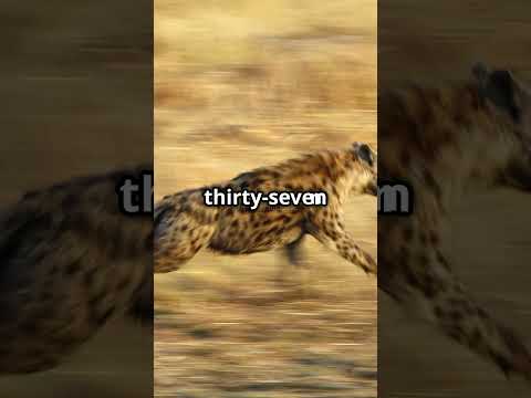 Decoding the Mysteries of Hyenas  #facts #animalfacts #interesting