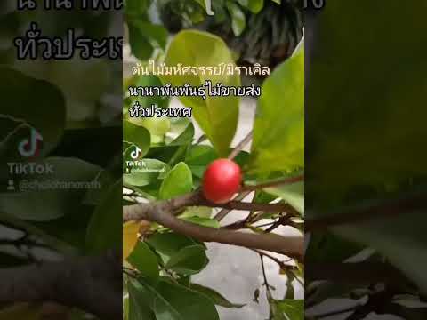 #ต้นมิราเคิล หรือต้นไม้มหัศจรรย์ ผลไม้ที่เปลี่ยนรสเปรี้ยวให้เป็นรสหวาน