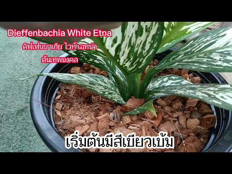 ต้นเทพมงคล,มิ่งมหามงคล Dieffenbachia White Etna (ดิฟเฟนบาเกีย ไวท์เอทน่า)