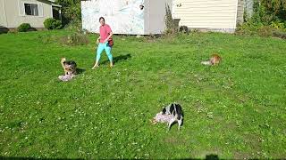 Snuffle Mat Recall Multi Dog Training Session