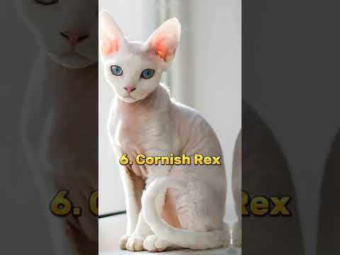 Top 10 Most beautiful cats breed in the world #shortvideo  #Beatifulcat #cat #Bigcats