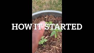 BEFORE & AFTER | Raised GARDEN Bed UPDATE! #gardening #beforeandafter