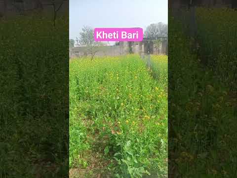 #kheti Bari #agriculture #agriculturelife#youtube #susbsribe #villagelife #farming #farmers #share#