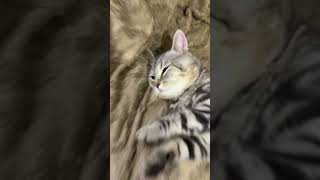 #cat #kittty #catlover #kittey #cute #studywithmecat #study #catstudymaterial #котик #studywithcat с