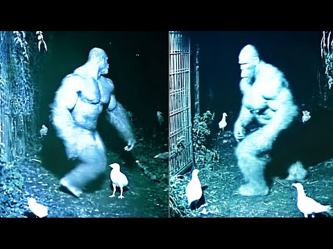 Bigfoot Is Living On Our Property… And It’s Getting Worse - BIGFOOT SIGHTINGS STORY