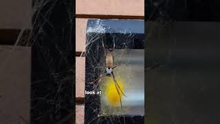 Spiders are all around us in Australia 🇦🇺 😫