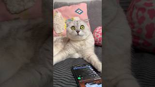 Music for cats by Sonyakisa🎵 Subscribe to our playlist. Link in bio. #cat #cats