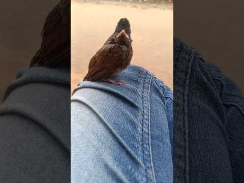 🦅😕❤❤❤#viral #trending #shortsvideo