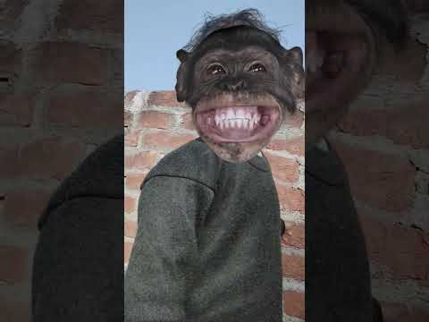 Funny monkey 🐒🐵🐒🐒