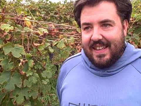 DBGitalia chats with Trediberri's Nicola Oberto in their 1951 Rocche dell'Annunziata vyd, Oct'19