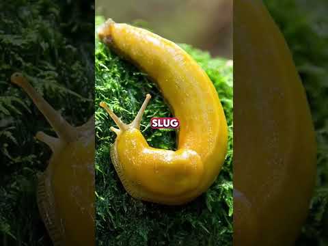 TOP 10 SLOWEST ANIMALS🔥 #top10 #slowest #animals