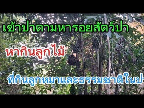 เขาป่าสำรวจแหล่งน้ำ ที่สัตว์ป่ากิน