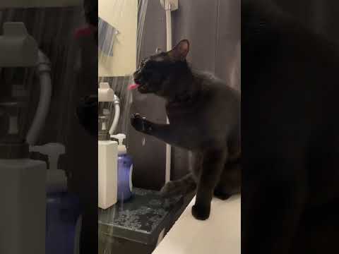 お湯ソムリエ　#猫 #cat