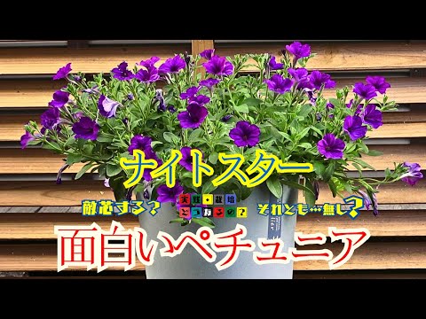 面白い！キモッ!!!それでも咲かせて面白い【ペチュニア】ナイトスターのご照会と疑問にお答えして約330日間の花記録を観ながら敵芯・ピンチ・切り戻しについてお話します【ガーデニング】植え方・育て方・園芸