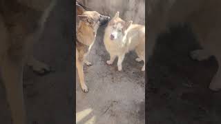 super cute dog