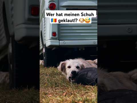 Campingplatz Überraschung in #Rumänien; es ist wie Urlaub auf dem Bauernhof
