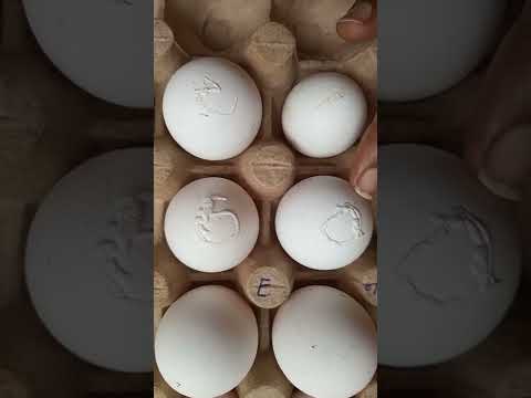 Ever noticed such when collecting  chicken eggs?
