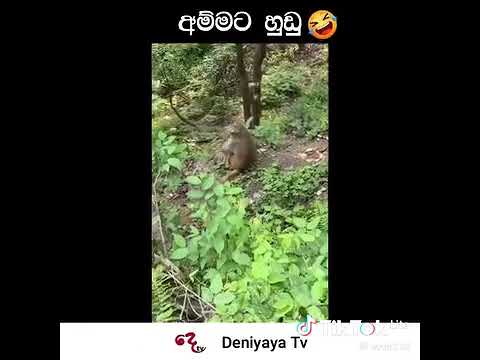 අම්මට හුඩු.🤣😂 #shorts #subscribe