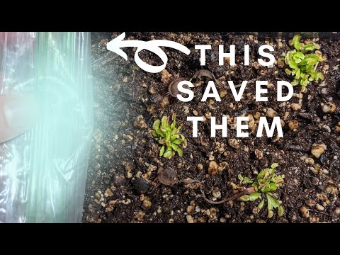 🌱Seedling Update: Venus Flytrap Leaf Pulling Propagation (plus growing tips to keep them alive)