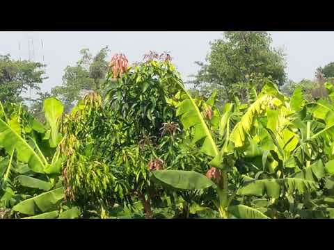 shubham farm Mangoes -