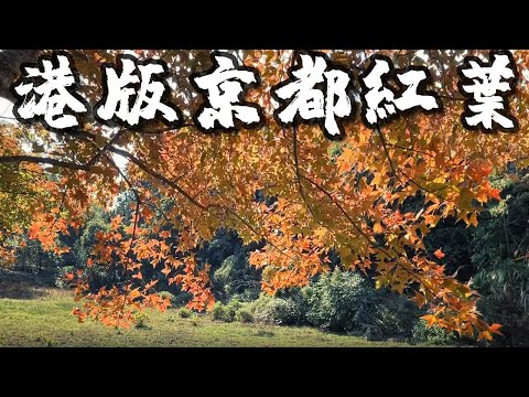 【香港攝影好去處 】港版京都紅葉 丨唔使去大棠 | 全程路線介紹