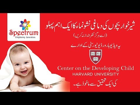 The Developing Brain (Urdu-Hindi)