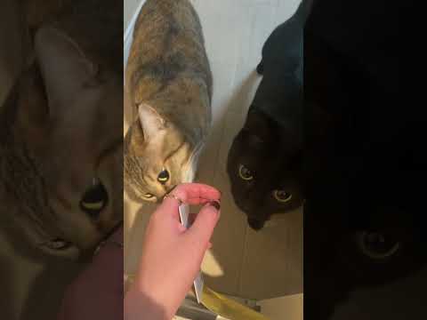 で、お土産は？ #猫 #鎌倉 #shorts