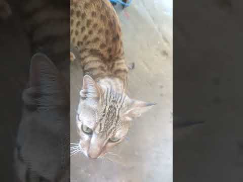 #cat #cutebaby #cutecat #all