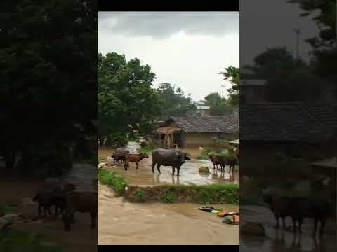 A massive Thunder Storm in a Village #yt #youtubeshorts #aigenerated #thunderstorm #pakistan #punjab