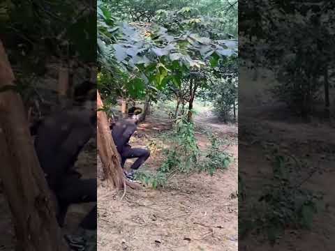 Big Anaconda chase 6 #short #shorts #snake #bigsnake #anaconda @vikku films