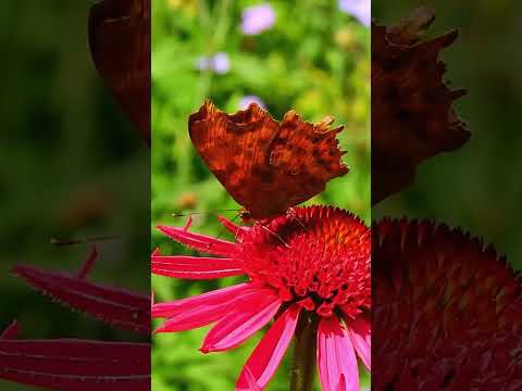 🦋 release relationship expectations #meditationtechniques #relationships #mindfulness #innerpeace