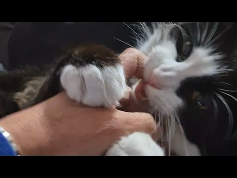 Cats Natural instinct Cat Reaction