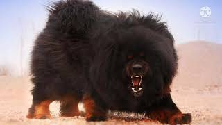 Top 10 Most Dangerous Dog Breeds in the World || Dangerous Dog Breeds