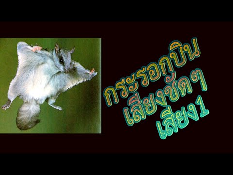 กระรอกบิน Flying Squirrel chirping 2021 เสียงชัด 100%