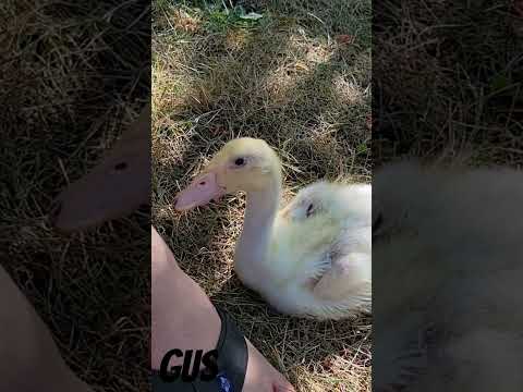 Gus Growing Up #cuteanimals #babyducklings #raisingducks