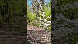 Spring so late 😱 | #beautiful #shorts #explore #travel #europetravel