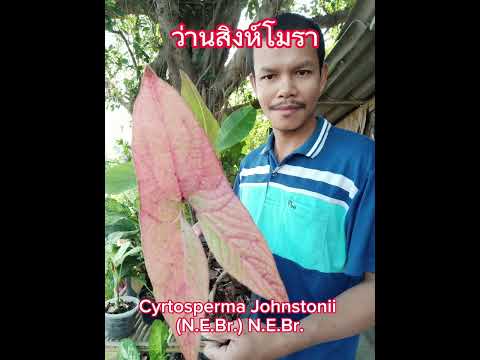 ว่านสิงห์โมรา Cyrtosperma Johnstonii