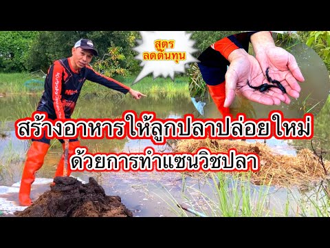 การสร้างอาหารให้ลูกปลาปล่อยใหม่ | สูตรลดต้นทุนด้วยการทำแซนวิชปลา​⁠#เลี้ยงปลาบ่อดิน #อาหารปลา