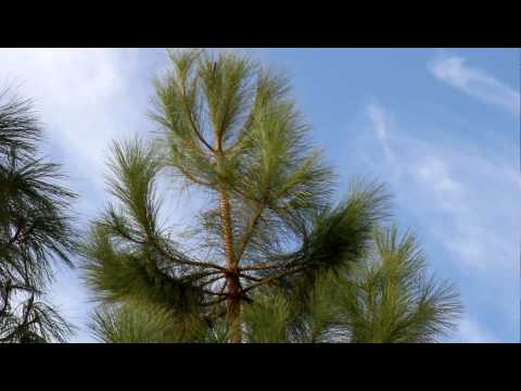 Outdoor Canon 7D Test