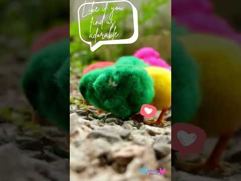 Cute baby chickens, super cute baby chicks, cute animals funny.😍😊😍