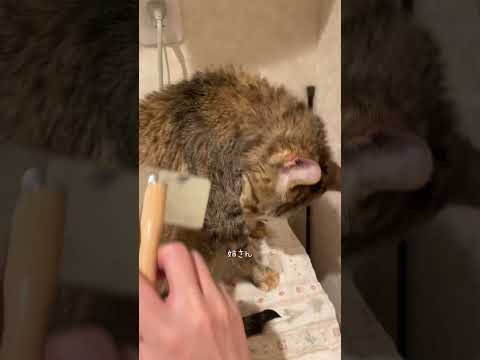 【定期】シャンプーだよォ #猫 #cat