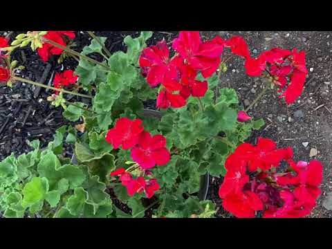 My Geranium collections- 2020 Summer | San Jose, California | Malayalam vlog
