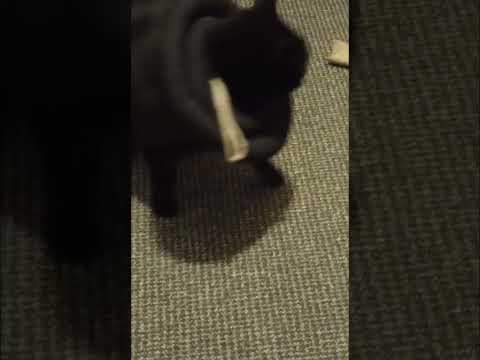 Shadow #cat